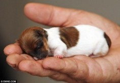 The tiny Jack Russell Chihuahua-cross, aptly named Miracle, is the only one in a litter of five to survive