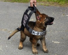 The tiny police puppy who’s still too small for his vest. | The 21 Most Adorable Puppies Of 2014