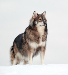 The Utonagan is a breed of dog that resembles a wolf, but in fact is a mix of three breeds of domestic dog: Alaskan Malamute, German Shepherd, and Siberian Husky.