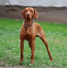 The Vizsla was bred in medieval Hungary for hunting in conjunction with falcons. Some were taken with Hungarian immigrants fleeing World War II but all those left behind were killed. The Vizsla adapts well to urban living, requires little coat maintenance, and trains easily. It can handle heat but not cold.