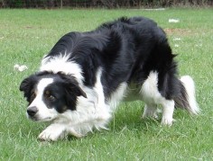 The working Border Collie's renowned intelligence & loyalty have made it much loved & indispensable to Irish sheep farmers for centuries.