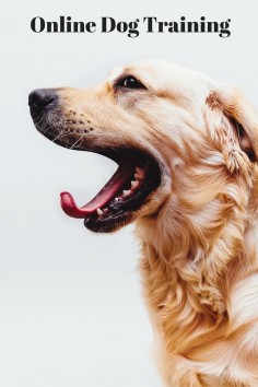There are a few real keys to dog training, whether you are trying to train your dog to come when called, sit, stop barking or any other behavior. For more info visit  or click on the picture! (Golden Retriever)