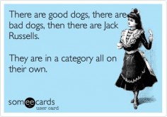 There are good dogs, there are bad dogs, then there are Jack Russells. They are in a category all on their own.