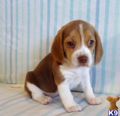 There's nothing better than a chocolate beagle puppy :)