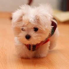 There's something about a Maltese!