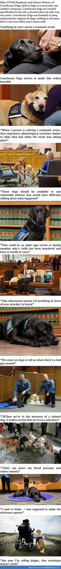 These Courthouse Dogs Are Trained to Comfort Witnesses in Courtrooms