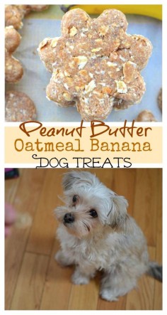 These homemade dog treats are filled with everything you need to keep your pup happy & energized! #ProPlanPet #Ad