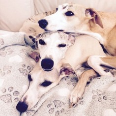 These Whippets are adorable.