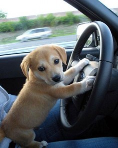 They can never see over the steering wheel, but they think it’s okay because they’re “cute.”