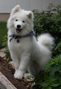 They look really fetch. | Undeniable Proof That Samoyeds Are Irresistible Dogs
