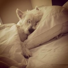 They’re not cuddly. | 29 Pictures That Prove You Should Never Own A Westie