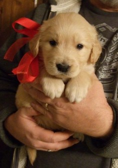 They're the best kind of holiday gift you can get. | 15 Reasons Why Golden Retrievers Are The Best Dogs Ever
