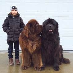 They’re the biggest, furriest, most bear-like best friends. | These Really Big Dogs And Their Tiny Human Friend Are Totally Adorable