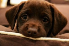 They’ve got the sweetest puppy dog eyes. | 27 Reasons Labradors Are The Best Creatures In The Galaxy