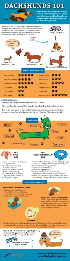 Think a Dachshund is the perfect dog for you? This Dachshunds 101 infographic can help you decide! And, if you do decide a #Dachshund is the perfect pet for your family, make sure to get them their very own #dogstairs so they can reach you on the couch or bed (they call them "low riders" for a reason)!