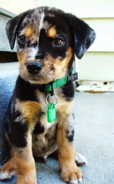 This adorable Louisiana Catahoula Leopard dog who doesn't realize how cute he is!