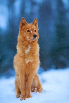This agile and hardworking breed resembles a fox in many ways. The Finnish Spitz features erect ears, a dense coat, and a bushy tail, appearing in a range of colors from pale honey to deep 