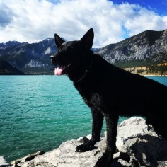 This black German Shepherd, aka the Black Dog, pauses before the stunning backdrop of Kananaskis Country in Alberta.