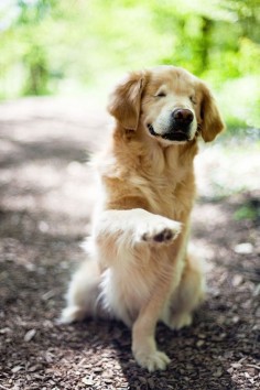 This blind therapy dog, Smiley the Golden Retriever, will brighten your day and make you so happy with his insane cuteness.