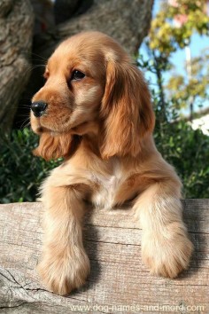 This cute Cocker Spaniel puppy is looking for unique brown dog names. Find more cute pics like these on our