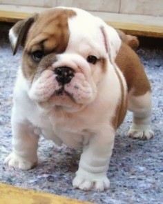 This cute English bulldog puppy is among the top 5 Cutest Puppy Breeds :) follow the pic for full list