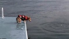 This diving corgi. | The 40 Greatest Dog GIFs Of All Time
