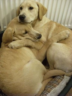 "This dog comforted her sister during a thunderstorm."