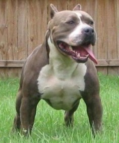 This dog shall be mine, oh yes, it shall be mine. (Staffordshire  Bull Terrier)