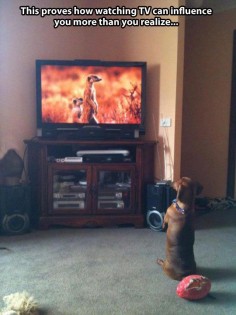 This dog wants to be a meerkat // funny pictures - funny photos - funny images - funny pics - funny quotes - #lol #humor #funnypictures