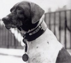 This dog was a registered prisoner-of-war in a Japanese POW camp. She saved men's lives by distracting guards when they were about to be punished and was awarded the Dickin Medal.