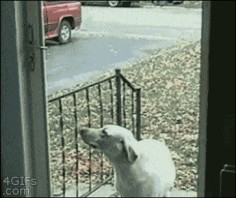 This dog who doesn’t realize this door is wide open.