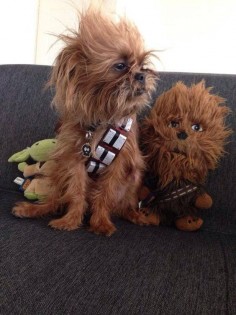 This extremely accurate Chewbacca. | 19 Dogs Dressed As Your Favorite "Star Wars" Characters
