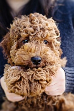 THIS FACE! - golden doodle
