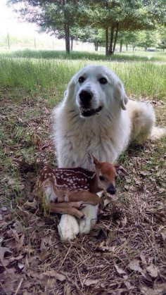 This fluff who is a little confused about his new friend, but going with it. | 21 Funny Dog Pictures Guaranteed To Make You Smile