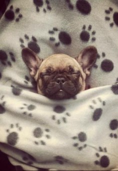 This French bulldog Puppy is a snug as a bug in a rug!❤️🐾💤💤💤💤💤