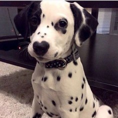 This gorgeous Dalmation has a heart on his nose! He reminds me of poor Jojo.