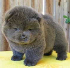 This guy who's tired of your squishing all the time. | 27 Chow Chow Puppies Too Fuzzy For Their Own Good