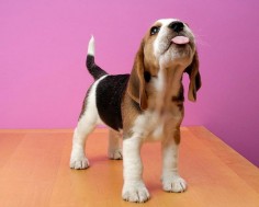 This is a beagle