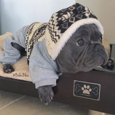 This is a French Bulldog Puppy in a Onesie, why? Because the temperature dropped below 60 in Florida last night. @baguettedujour Bed: @LazyBonezz