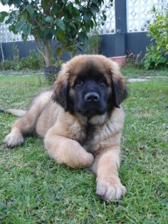 This is a Leonberger  I grew up with a  They are gentle giants & so very smart.