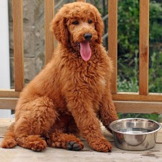 This is a Red Standard Poodle