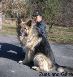 This is breeder of this dog, which I love! Large Long Coat Old Fashioned Style Giant German Shepherd Dogs