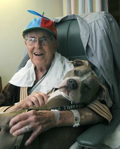 This is Daisy Mae, a former dogfighting dog who cuddles with the elderly and frail, and even allows small children to hold her tight when they are undergoing painful medical procedures. Spread knowledge, not prejudice.