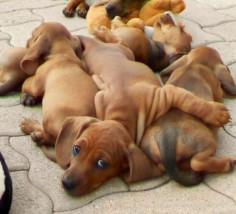This is heaven. A pile of daschunds!