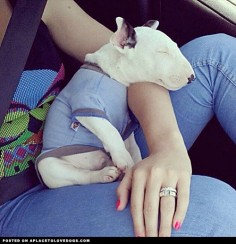 This is how London slept in my arms the entire ride home the day I adopted him, best day of my life.