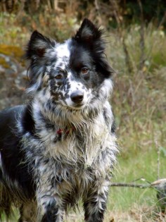 This is Kid. He's a Blue Healer, Border Collie mix. He's 4 years old now and is my best friend. I don't trust anyone but him. He's my hunting partner and we keep each other alive. Because in this world it's Kill or Be Killed.