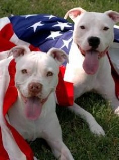 This is Moby and Pearl, two Bullies who were once on euthanasia lists, but now use their instincts to help others overcome illness, discomfort and emotional stress. Moby and Pearl work as therapy dogs for Love-A-Bull’s Pit Crew Therapy Dog program. Just another rescue success story.
