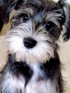 This is Murphy what a sweet and super adorable mini schnauzer is he, his face is so so cute✨✨