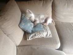 This is My Couch! | West Highland White Terrier