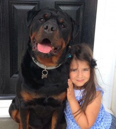 This is my human. Hurt her and I'll make sure you will never be found. Big beautiful rottie